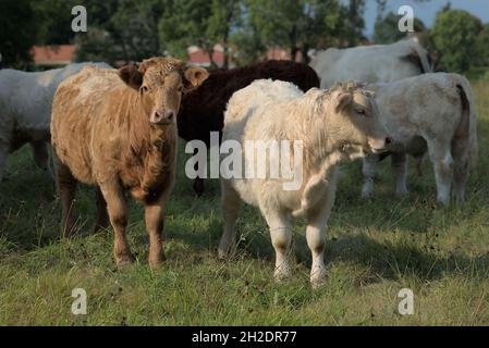 Charolais und Salers gemischten Rasse Kälber, weiß und braun Stockfoto