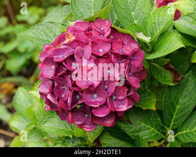 Nahaufnahme von feuchten violetten Hortensien-Blüten Stockfoto