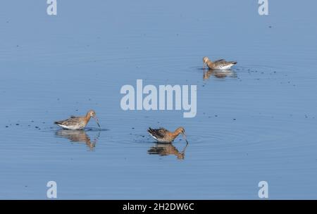 Barschwanzgodwits, Limosa lapponica, im Sommer Gefieder, Fütterung in der Küstenlagune, Sussex. Stockfoto