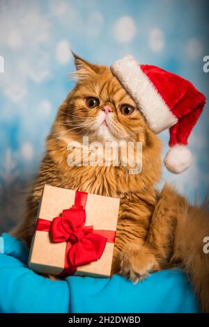 Rote Perserkatze in rotem Weihnachtsmann Hut zu Weihnachten Stockfoto