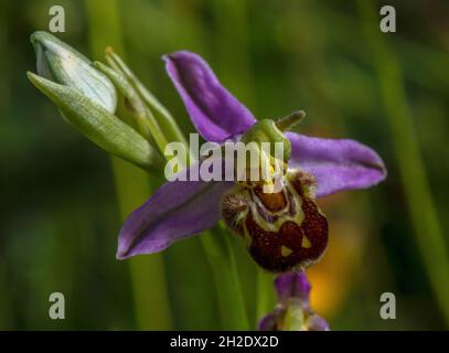 Bienenorchidee, Ophrys apifera, - Nahaufnahme einer einzelnen Blume im Kalksteingrasland, Somerset. Stockfoto