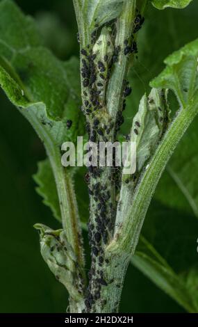 Schwarze Bohnenaphiden, Aphis fabae, auf Stielen und Blättern von Klette, Arctium minus. Stockfoto