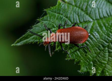 Rotkopfkäfer, Pyrochroa serraticornis, auf Waldlichtung, im Frühjahr. Stockfoto