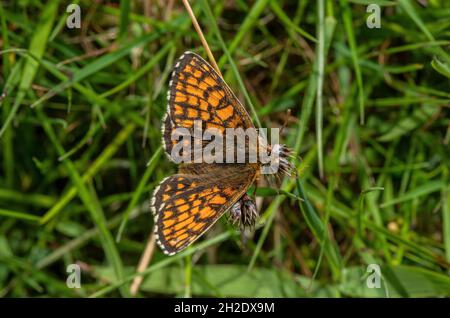 Heide Fritillary, Melitaea athalia auf Exmoor im Frühjahr. Stockfoto