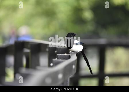 Schwarzschnabel-Elster (Pica pica) steht auf Metallgeländer in einem Park in Staffordshire, England, Großbritannien, gegenüber der Kamera, wobei der Kopf nach rechts von der Aufnahme gedreht wurde Stockfoto