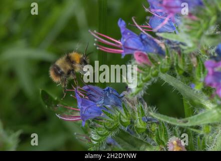 Männliche frühe Hummel, Bombus pratorum, bei Blüten von Viper's bugloss. Stockfoto