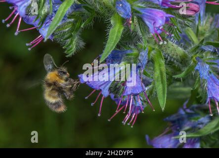 Männliche frühe Hummel, Bombus pratorum, bei Blüten von Viper's bugloss. Stockfoto