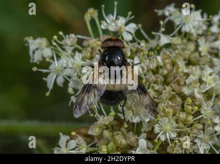 Große Rattenfliegen, Volucella pellucens, Besuch der Blumen eines Umbellifers. Stockfoto