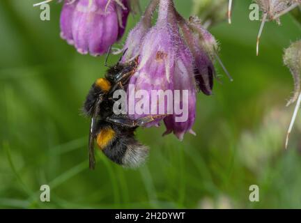 Bumble-Biene, Bombus lucorum besucht Blumen von Comfrey und erhält Nektar „illegal“, indem er durch die Korolla-Röhre beißt. Stockfoto