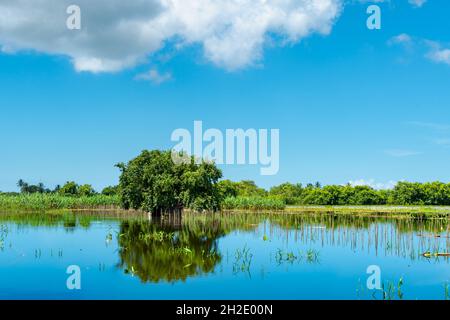 Landschaft eines einzelnen Baumes in einem Teich mit Reflexion und bewölktem Himmel auf der karibischen Insel Trinidad. Stockfoto