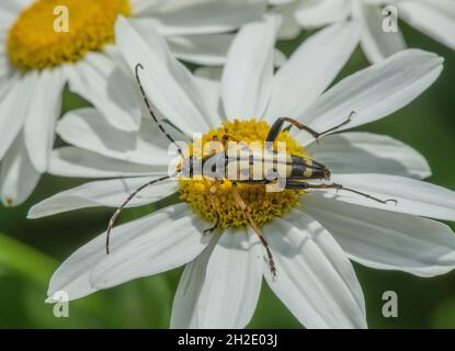 Schwarz-gelbes Longhorn, Rutpela maculata, Käfer, Fütterung von Oxeye Daisy. Stockfoto