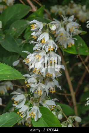 Süßer Pfefferbusch, Clethra alnifolia, blühend im Gartenrand. Stockfoto