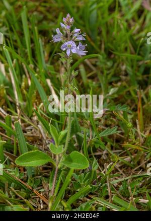 Heath speedwell, Veronica officinalis, blüht im heidnischen Grasland, Dorset. Stockfoto