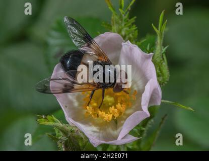 Große Rattenfliegen, Volucella pellucens, Besuch der Blume einer Hundrose, Rosa corymbifera. Stockfoto