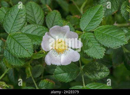 Eine blühende Hundrose, Rosa corymbifera, in Purbeck, Dorset. Stockfoto