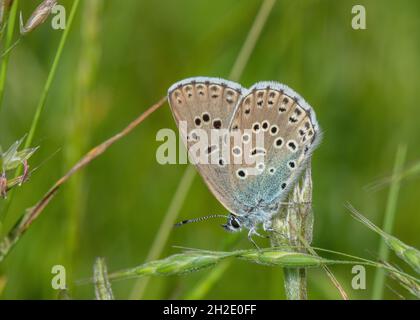 Großer blauer, Maculinea arion-Schmetterling auf Kalksteinfutterland, Somerset. Stockfoto