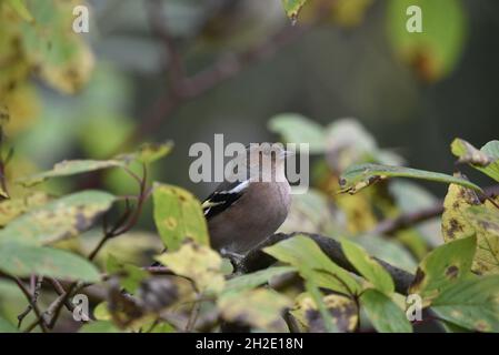 Männlicher gemeiner Chaffinch (Fringilla coelebs), der im Herbst in Großbritannien auf einem Ast zwischen Herbstblättern thront und der Kamera mit nach rechts gedrehten Kopf gegenübersteht Stockfoto