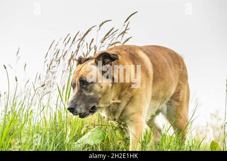 Porträt eines Mischlingsmunstes Malinois x spanischer Mastiff, der im Fokus mit halb stehenden Ohren zwischen langem Gras auf einem Hügel posiert Stockfoto