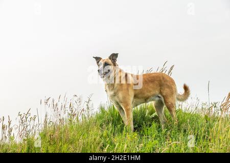 Porträt eines Mischlingsmunstes Malinois x spanischer Mastiff, der im Fokus mit halb stehenden Ohren zwischen langem Gras auf einem Hügel posiert Stockfoto