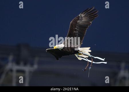 Rom, Italien, 21. Oktober 2021. Olimpia der Adler und das Maskottchen der SS Lazio umkreisen das Stadion vor dem Spiel der UEFA Europa League in Olimpico, Rom. Bildnachweis sollte lauten: Jonathan Moscrop / Sportimage Stockfoto