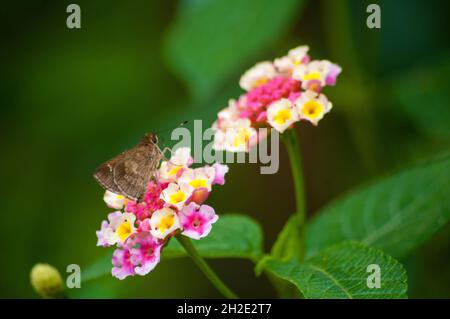 Makro eines Schmetterlings auf einer rosa lantana Blume Stockfoto