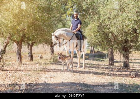 Ein bärtiger Kaukasischer in Reitkleidung und Helm steht auf seinem weißen Pferd auf einem Feld mit Olivenbäumen, begleitet von seinem Hund. Stockfoto