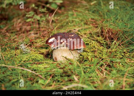 Boletus edulis - 'Penny Bun' - Steinpilz, der im Wald wächst Stockfoto