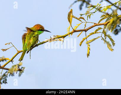 Green Bee Eater zielt auf seine Nahrung, während sie auf einem Baum sitzt Stockfoto
