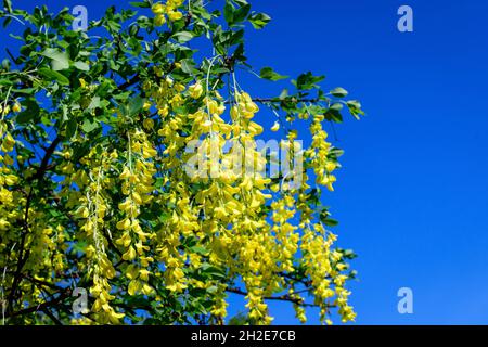 Baum mit vielen gelben Blüten und Knospen von Laburnum anagyroides, das gewöhnliche Laburnum, goldene Kette oder goldener Regen, in voller Blüte in einem sonnigen Frühling gard Stockfoto