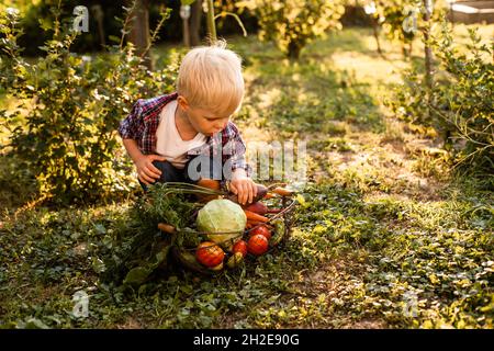 Das Kleinkind untersucht einen Korb mit Gemüse Stockfoto