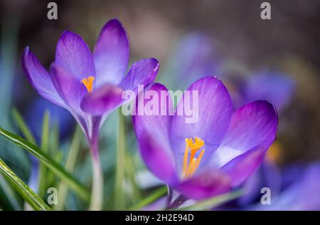 Zwei leuchtend violette Krokusblüten, die im Sonnenlicht leuchten Stockfoto
