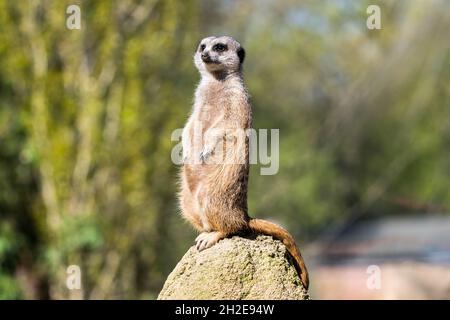 Aufstehen surikat auf einem Stein auf der Suche nach Gefahr Stockfoto