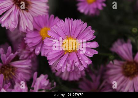 Neuengland-Aster, Blume Stockfoto