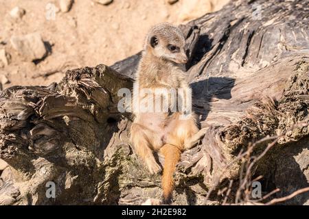 surikat sitzt auf einer Baumwurzel Stockfoto