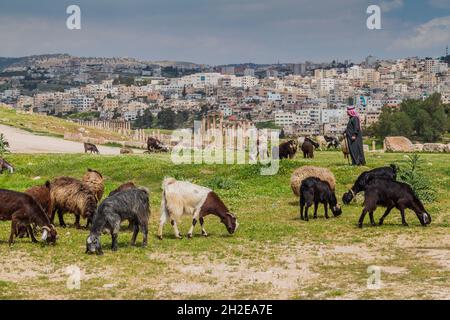 JERASH, JORDANIEN - 1. APRIL 2017: Ziegenherde in den Ruinen von Jerash, Jordanien Stockfoto