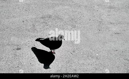 Schwarz-Weiß-Foto von einer Taube oder Taube und ihren Schatten auf dem Betonboden in istanbul Stockfoto