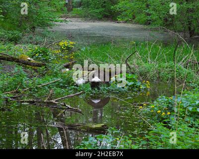 Stämme und Sumpfgewächse mit gelben Blüten sind teilweise in flachen, ruhigen Fluss getaucht und spiegeln sich an der Wasseroberfläche, wild und ungestampft n Stockfoto