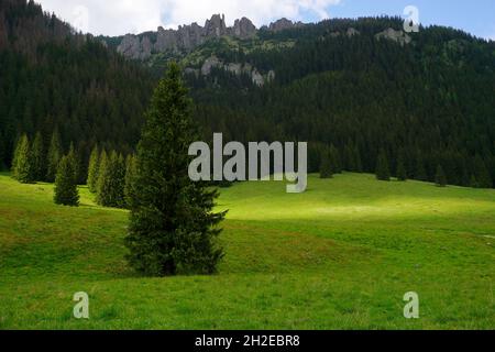 Wunderschönes Sonnenlicht mitten im Bergtal. Chocholowska Tal in der Tatra, Polen Stockfoto