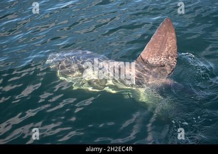Ein Ozeansonniger oder gewöhnlicher Mola (Mola mola), wie er von oben aus gesehen wird, mit seiner großen Rückenflosse aus dem Wasser. Flosse ist oft ein Fehler für einen Hai. Stockfoto