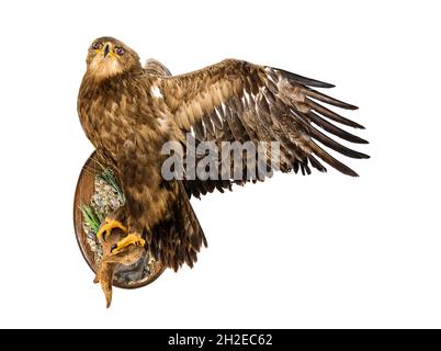 Ausgestopfter Steppenadler am Ast. Taxidermy Montage von dekorativen Wandpaneel auf weißem Hintergrund. Vogelgeier an der Wand mit seinen Flügeln geöffnet montiert. Stockfoto