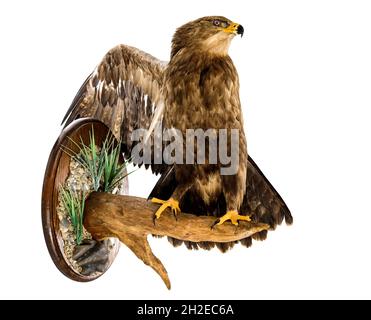 Ausgestopfter Steppenadler am Ast. Taxidermy Montage von dekorativen Wandpaneel auf weißem Hintergrund. Vogelgeier an der Wand mit seinen Flügeln geöffnet montiert. Stockfoto