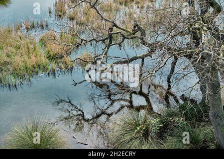 Auenwald in Karacabey Bursa und kleiner Teich, der von riesigen Mengen weißer Gänseblümchen auf Moos und Sumpf bedeckt ist Stockfoto