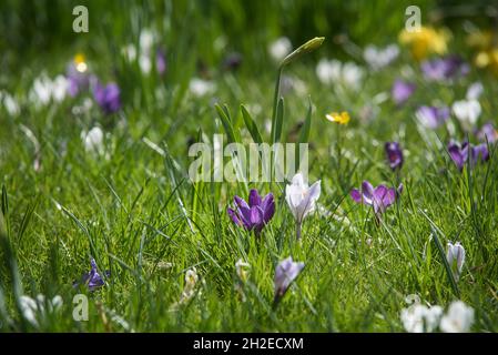 Krokusse Herald die Ankunft des Frühlings. 90 Arten. 3 Staubblätter, 1 Stil als zu giftig" Herbst Crocus Gegensatz' (Colchicum) mit 6 Staubblättern und 3 Stile. Stockfoto