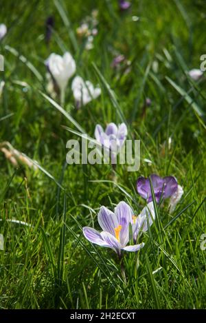 Krokusse Herald die Ankunft des Frühlings. 90 Arten. 3 Staubblätter, 1 Stil als zu giftig" Herbst Crocus Gegensatz' (Colchicum) mit 6 Staubblättern und 3 Stile. Stockfoto