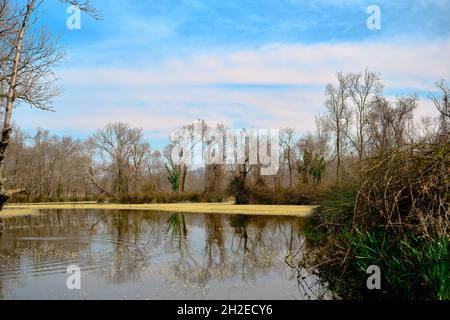 Auenwald in Karacabey Bursa und kleiner Teich, der von riesigen Mengen weißer Gänseblümchen auf Moos und Sumpf bedeckt ist Stockfoto