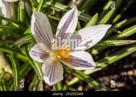 Krokusse Herald die Ankunft des Frühlings. 90 Arten. 3 Staubblätter, 1 Stil als zu giftig" Herbst Crocus Gegensatz' (Colchicum) mit 6 Staubblättern und 3 Stile. Stockfoto