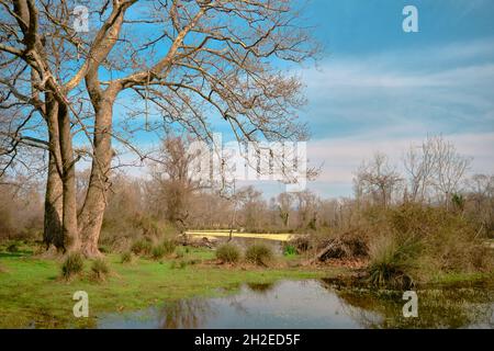 Auenwald in Karacabey Bursa und kleiner Teich, der von riesigen Mengen weißer Gänseblümchen auf Moos und Sumpf bedeckt ist Stockfoto