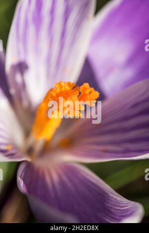 Krokusse Herald die Ankunft des Frühlings. 90 Arten. 3 Staubblätter, 1 Stil als zu giftig" Herbst Crocus Gegensatz' (Colchicum) mit 6 Staubblättern und 3 Stile. Stockfoto