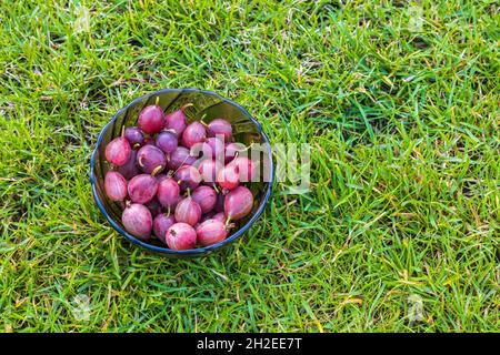 Bunte Nahaufnahme von roten Stachelbeeren in Glasschale auf grünem Gras Hintergrund isoliert. Stockfoto