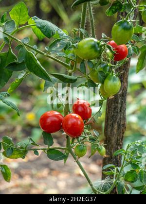 Schöne Nahaufnahme von reifen und unreifen Kirschtomaten, die auf dem Baum wachsen; Landwirtschaft Stockfoto